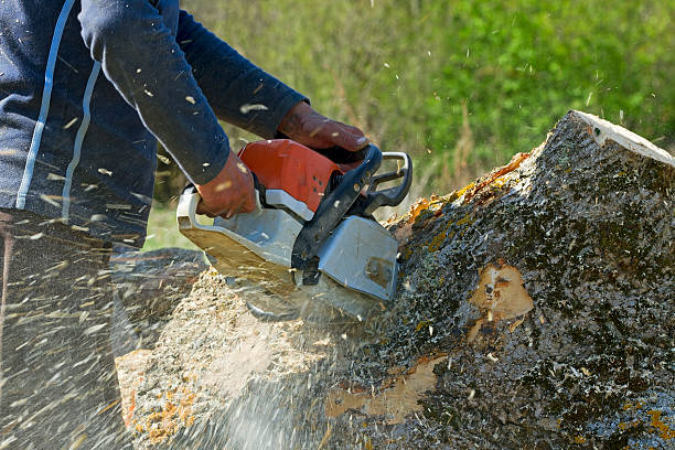 Best Lawn Drainage Solutions  in Cottonwood, AL